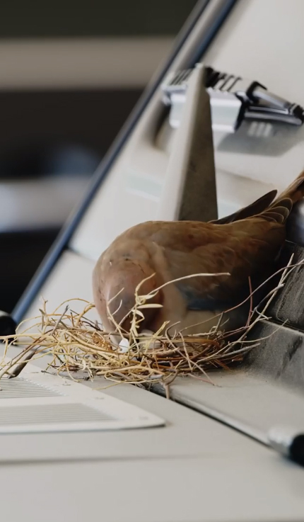 เจ้าชายดูไบ