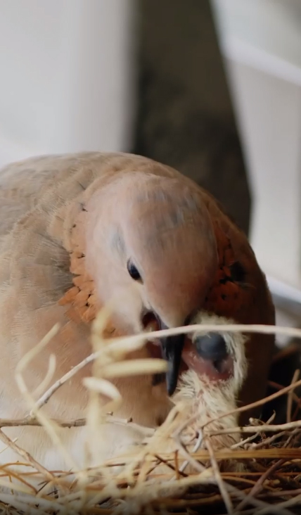 เจ้าชายดูไบ