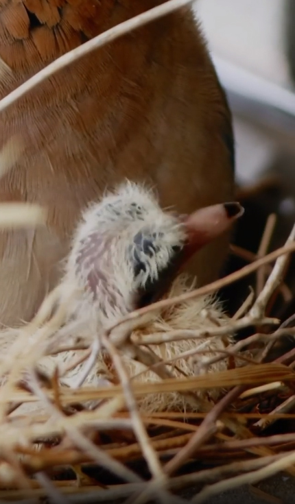 เจ้าชายดูไบ