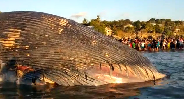 วาฬเกยตื้น