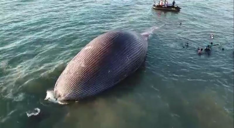 วาฬเกยตื้น