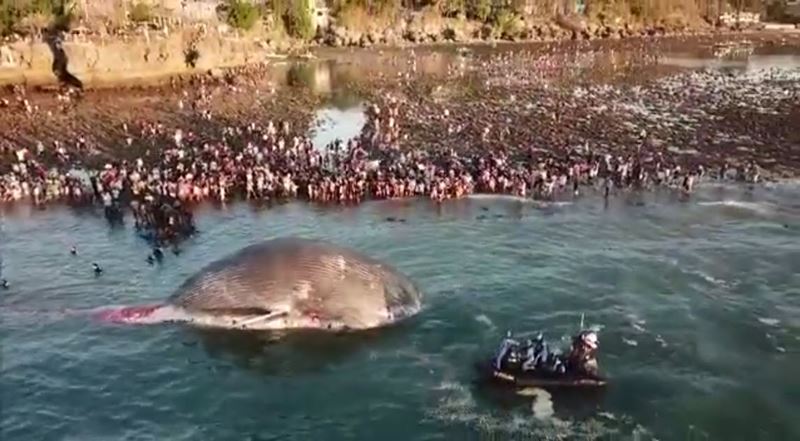 วาฬเกยตื้น