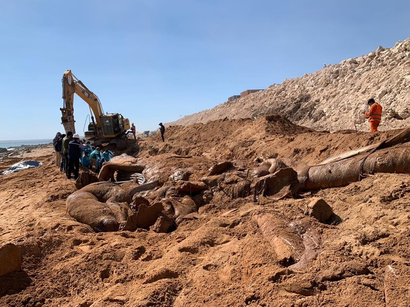 วาฬเกยตื้น