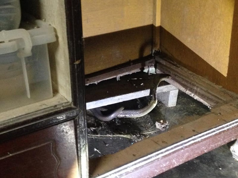 งูเห่าเข้าบ้าน