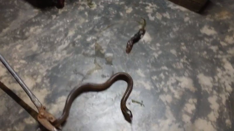 งูเห่าเข้าบ้าน