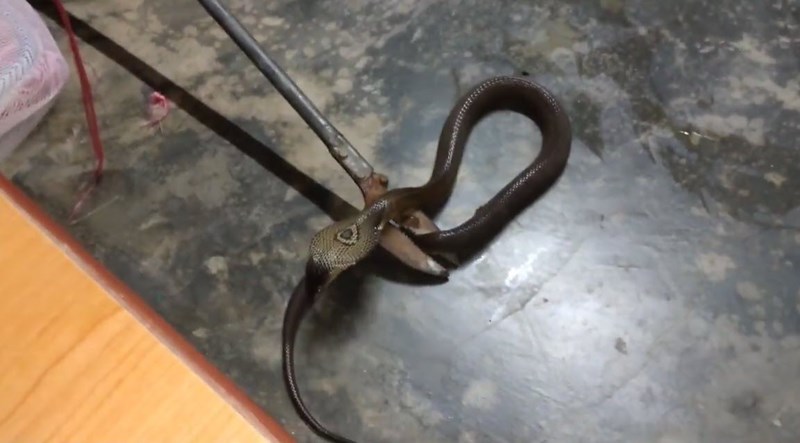 งูเห่าเข้าบ้าน