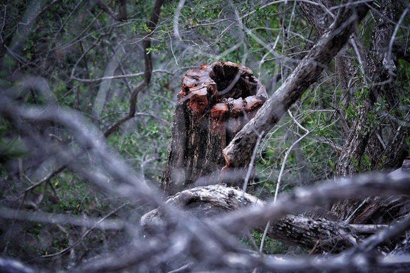 เทียนทะเล