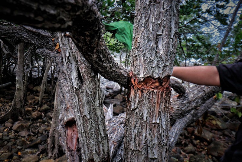 เทียนทะเล