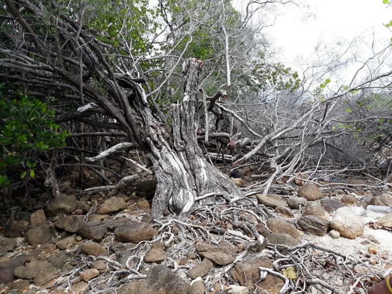 เทียนทะเล