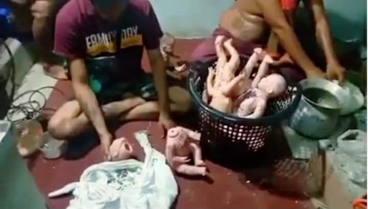 ตุ๊กตากุมารยัดกระดูกคน