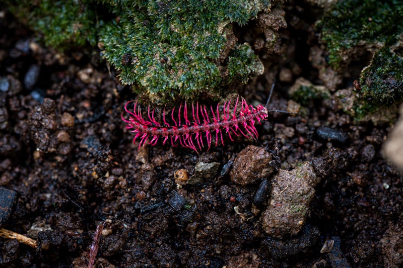 กิ้งกือมังกรสีชมพู