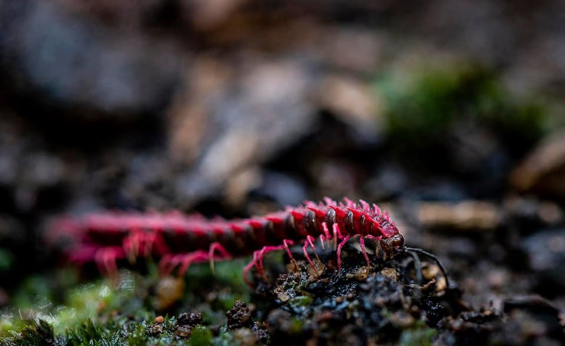 กิ้งกือมังกรสีชมพู