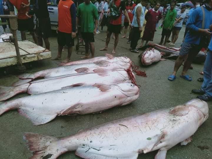 ข่าวล่าปลาบึก จับปลาเขตอภัยทาน