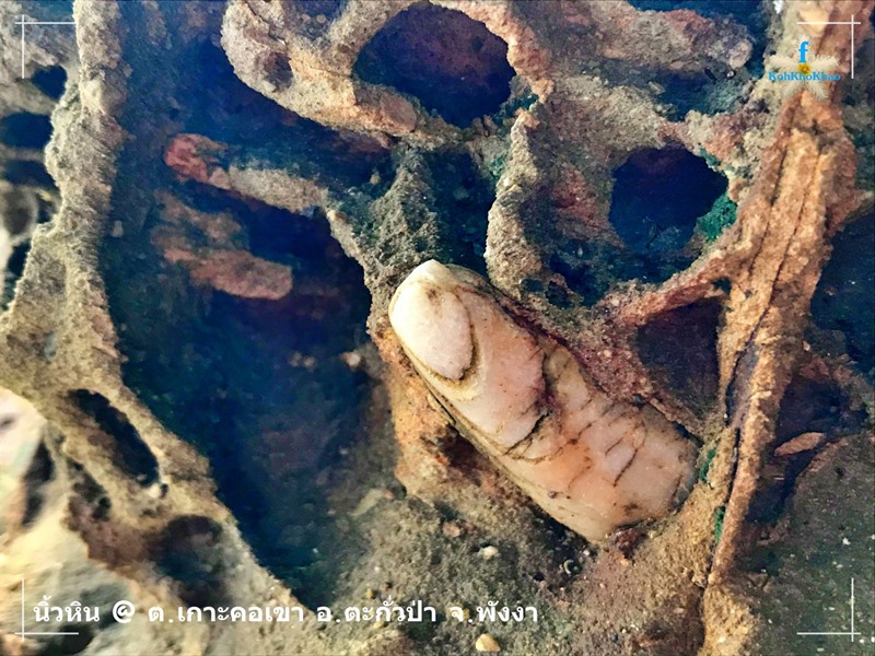 หินนิ้วมือ