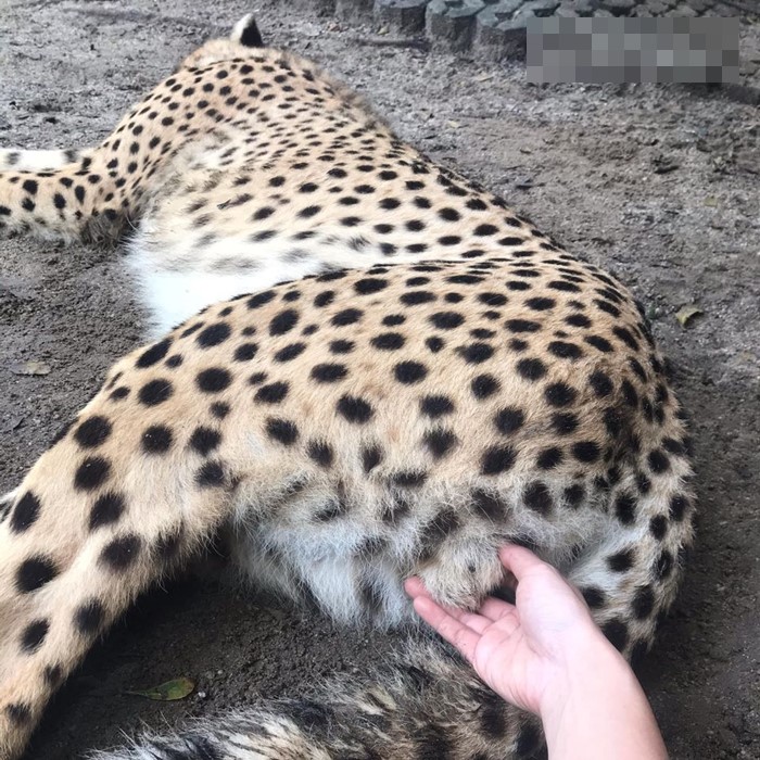 จับไข่ บีบอวัยวะเพศเสือ