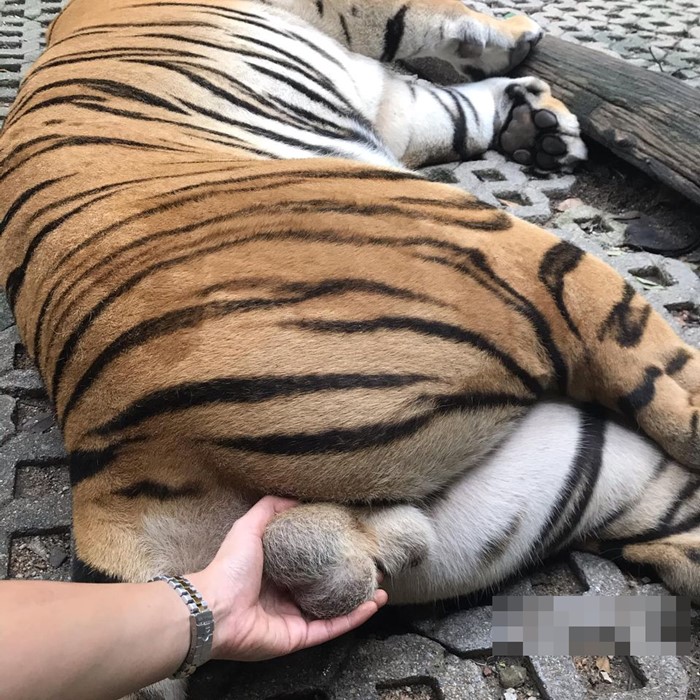 จับไข่ บีบอวัยวะเพศเสือ