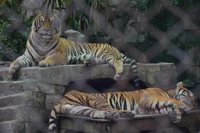 จับไข่ บีบอวัยวะเพศเสือ