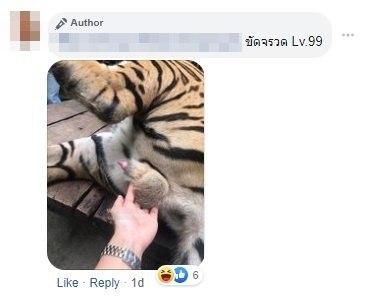 จับไข่ บีบอวัยวะเพศเสือ