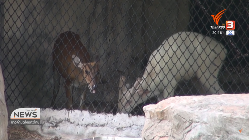 ลูกเก้งเผือก