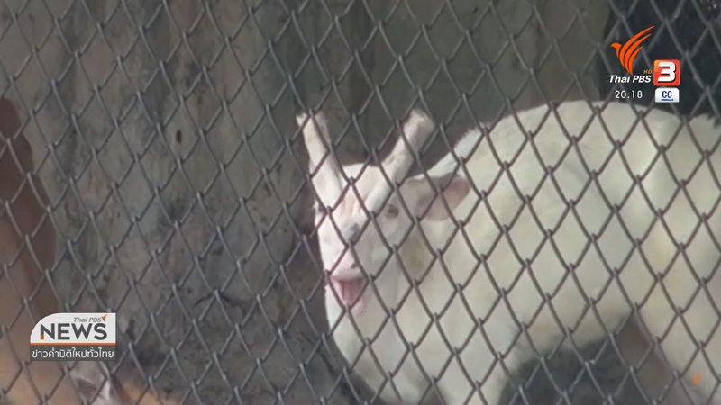 ลูกเก้งเผือก