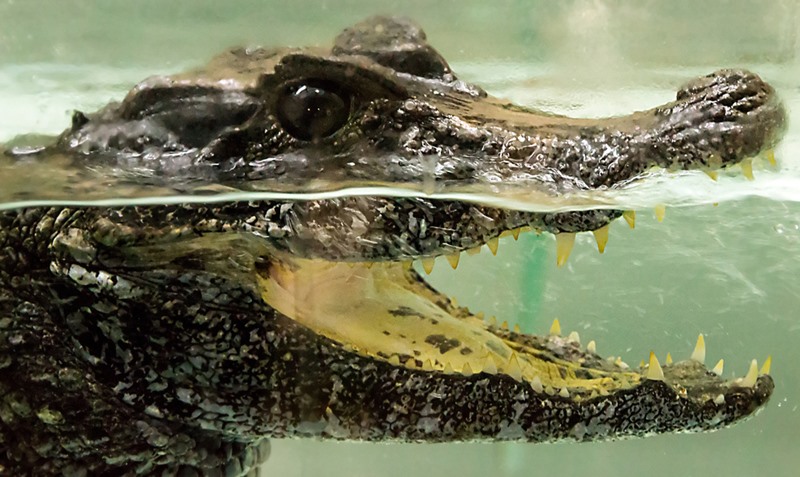 จระเข้กัดคน