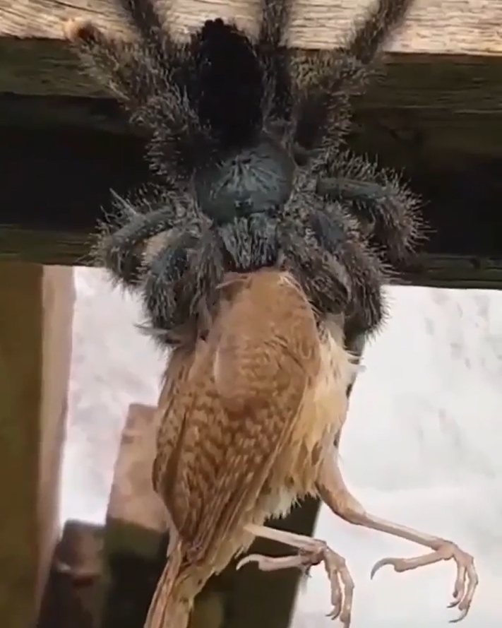 แมงมุมเขมือบนก