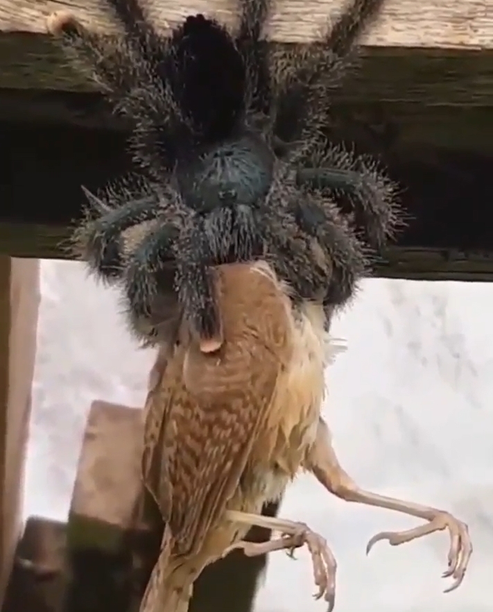 แมงมุมเขมือบนก