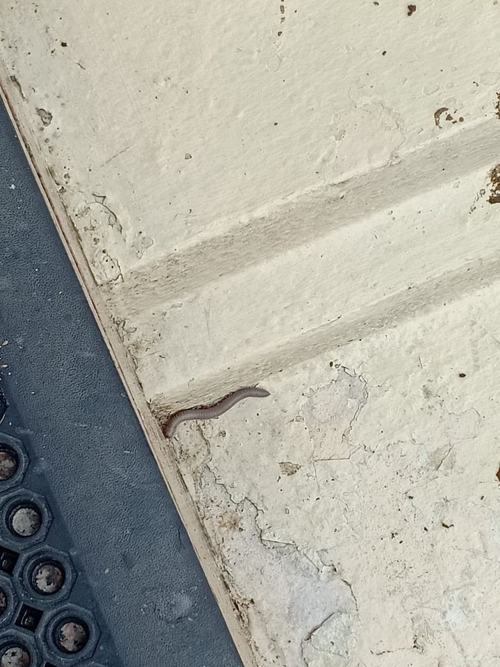 เตือนภัย พิษกิ้งกือ