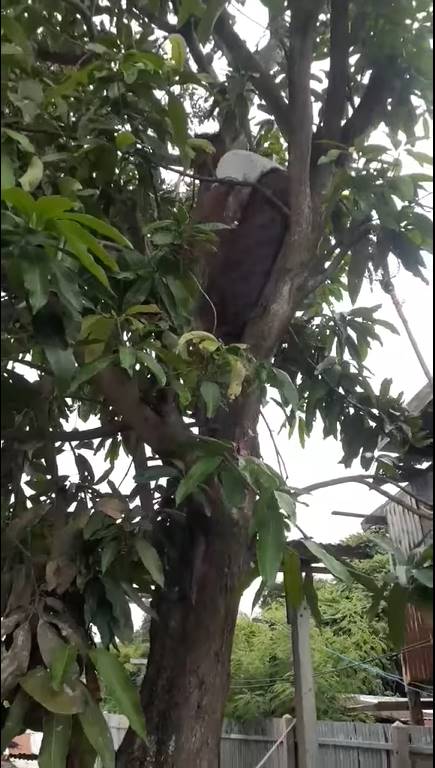 คุณย่าปีนต้นไม้