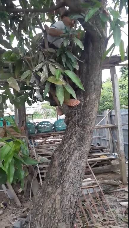 คุณย่าปีนต้นไม้