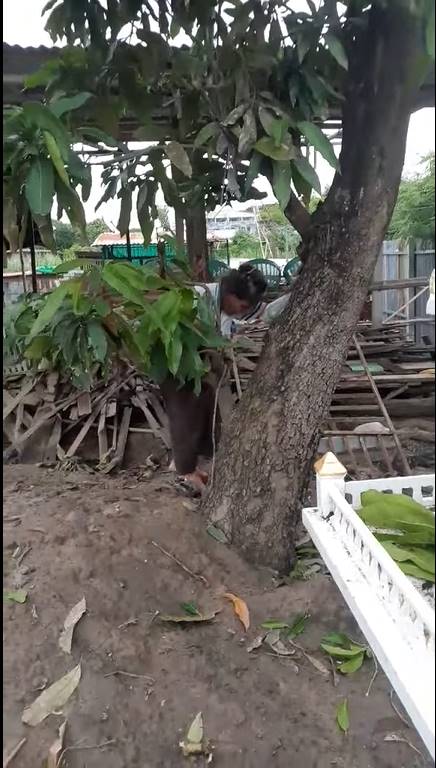 คุณย่าปีนต้นไม้