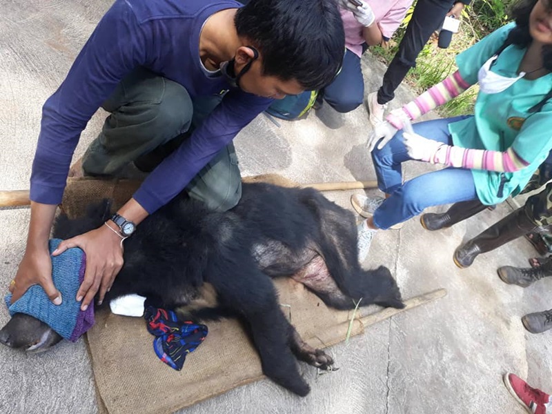 จับหมีควาย