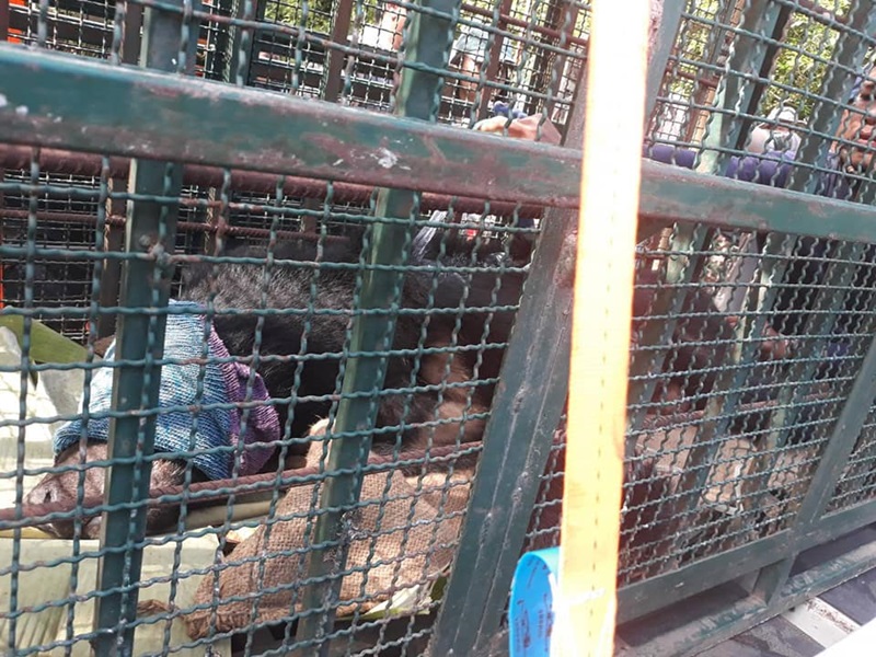 จับหมีควาย