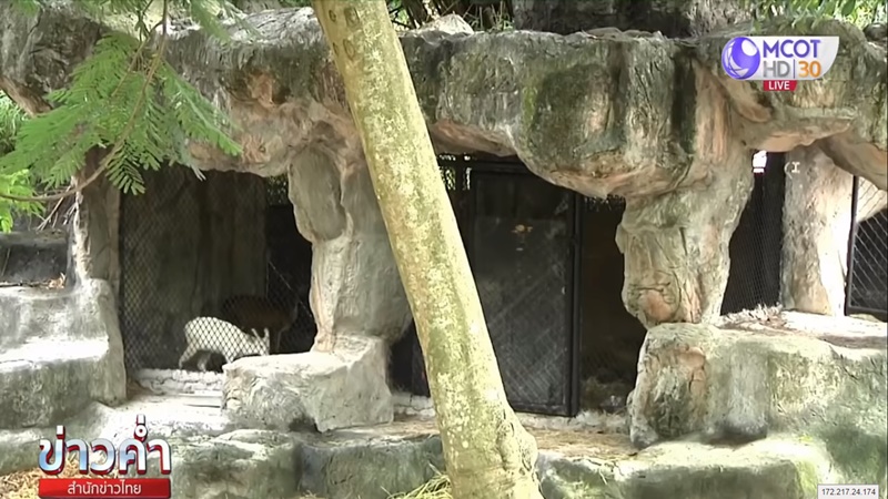 ข่าวลูกเก้งเผือกหาย