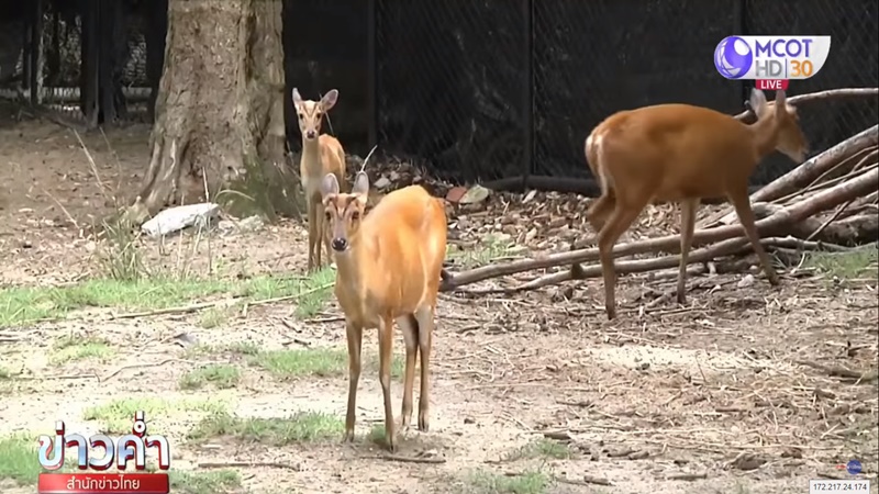 ข่าวลูกเก้งเผือกหาย