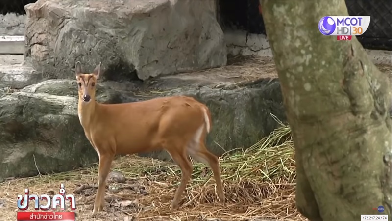 ข่าวลูกเก้งเผือกหาย