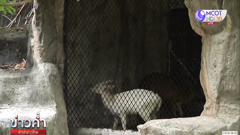 เก้งเผือก