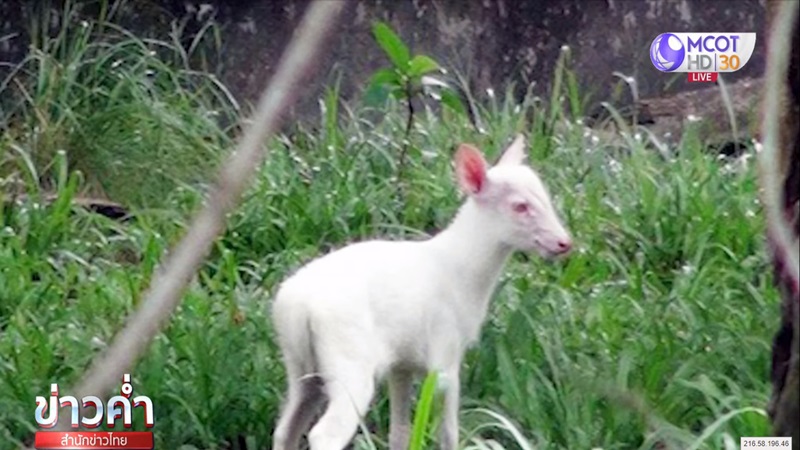 เก้งเผือก