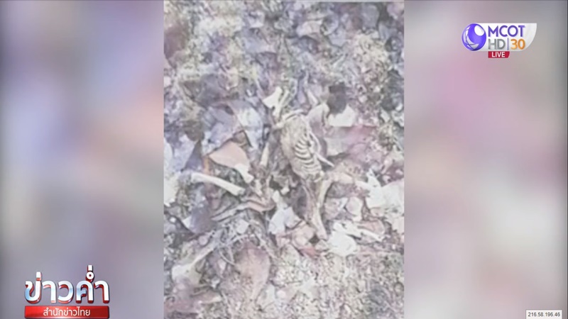 ข่าวลูกเก้งเผือกหาย