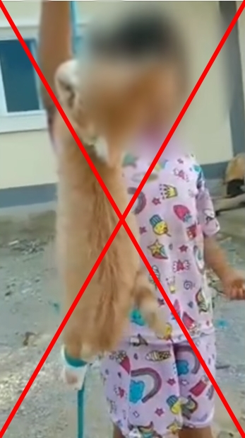 เด็ก 4 ขวบ แขวนคอแมว