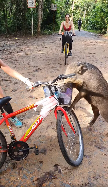 หมูป่าแย่งขนมนักปั่น