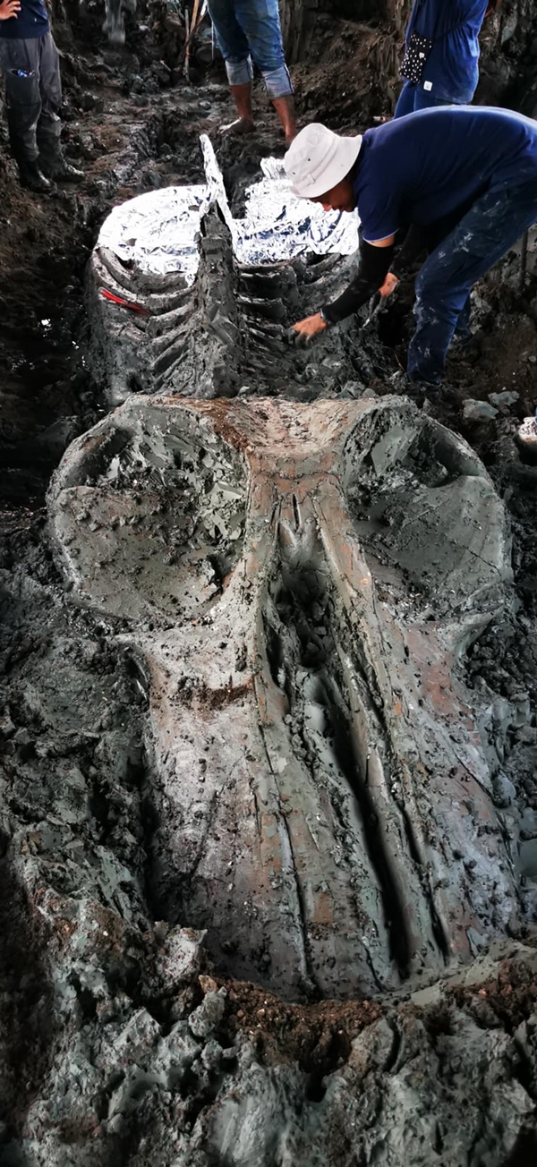 ฟอสซิลวาฬ