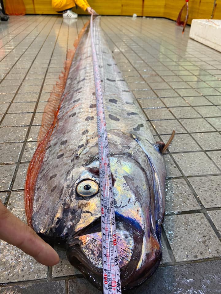 ปลาออร์ฟิช