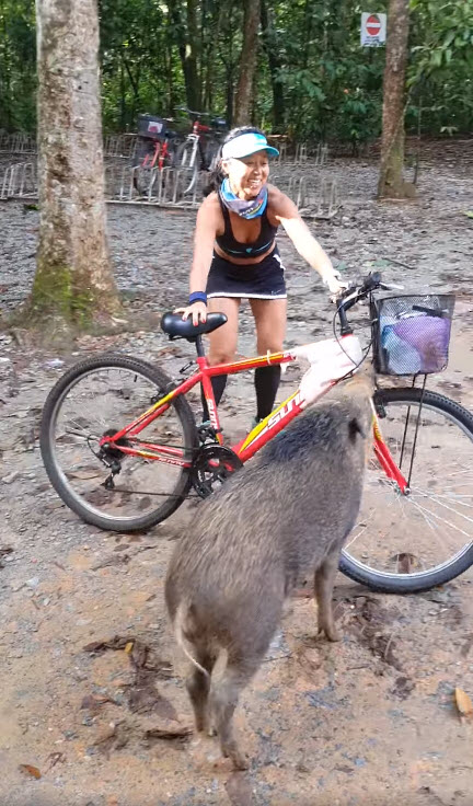 หมูป่าแย่งขนมนักปั่น