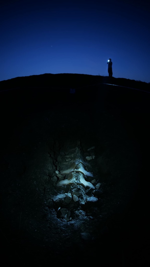 ฟอสซิลวาฬ