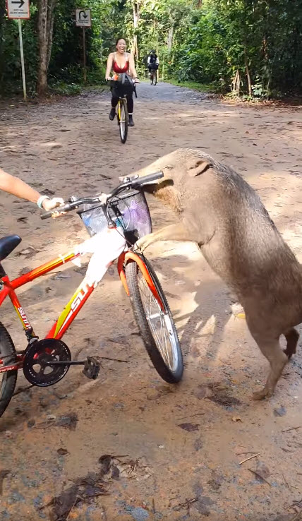 หมูป่าแย่งขนมนักปั่น