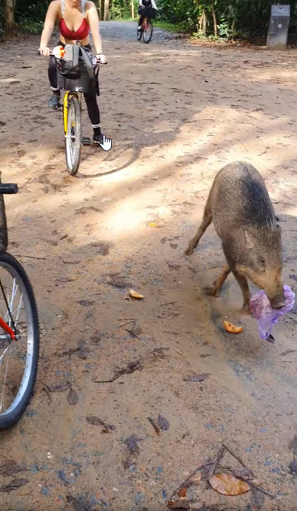 หมูป่าแย่งขนมนักปั่น