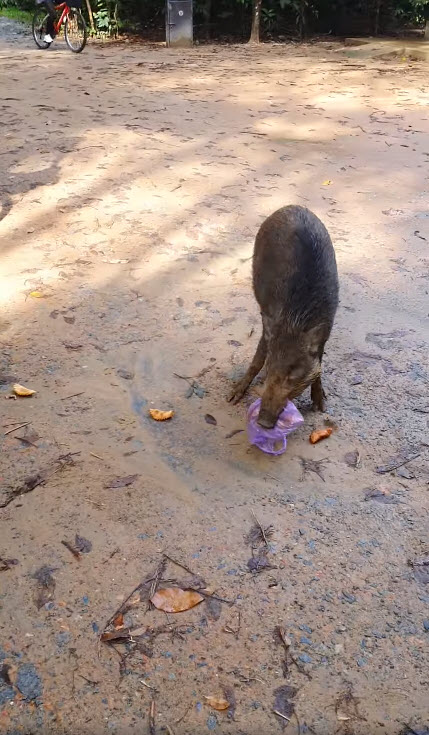 หมูป่าแย่งขนมนักปั่น