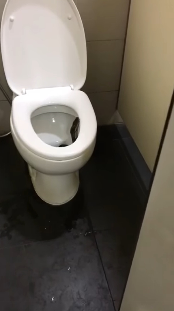 งูในชักโครก