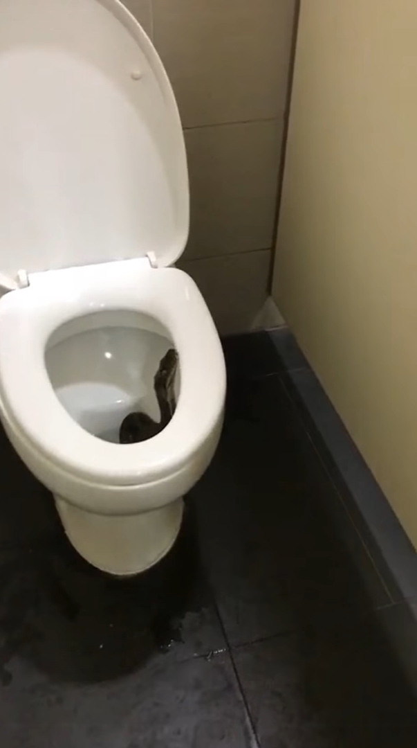 งูในชักโครก